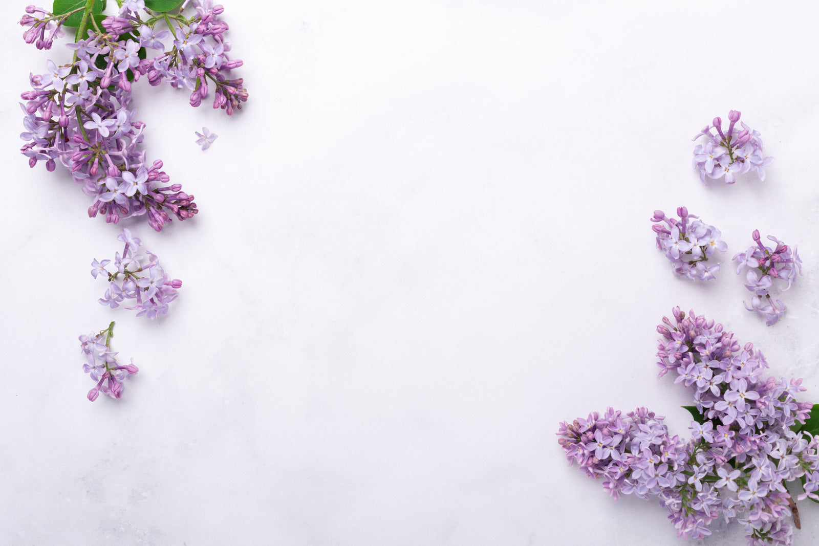 LILACS IN SPRING